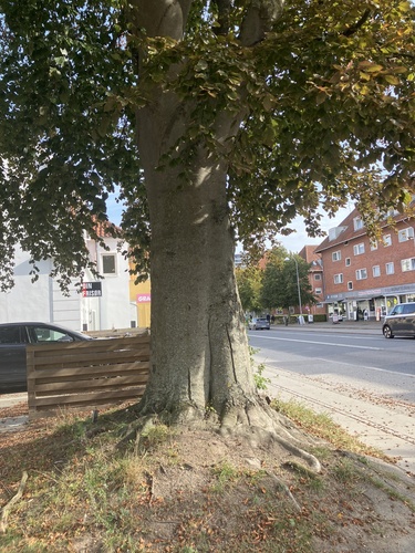European beech