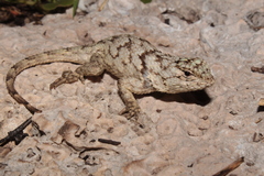 Sceloporus lundelli