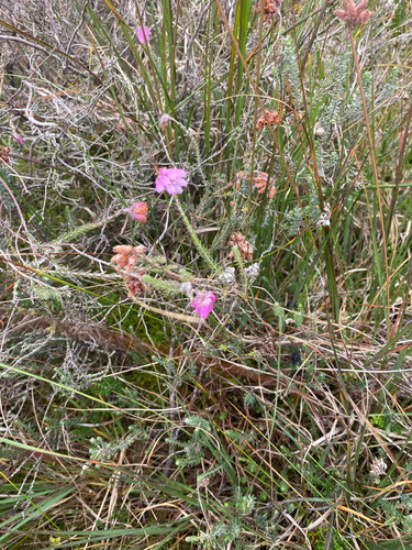 Cross-leaved Heath