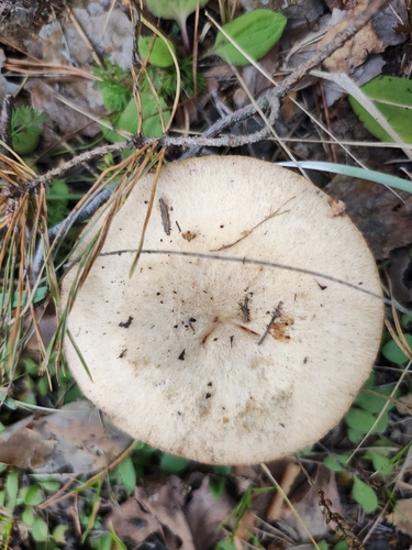 Downy milk cap