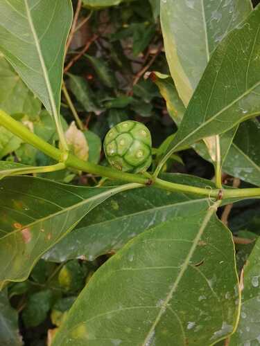 Morinda coreia observed 2026-09-28