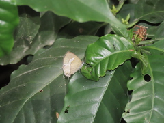 Horaga albimacula triumphalis