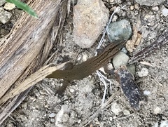 Sphaerodactylus notatus