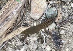 Sphaerodactylus notatus
