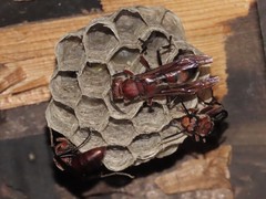 Polistes tenebricosus