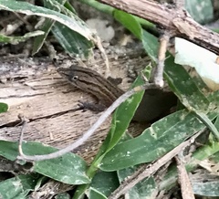 Sphaerodactylus notatus