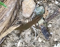 Sphaerodactylus notatus