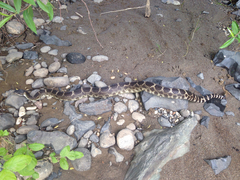 Crotalus oreganus