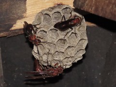 Polistes tenebricosus