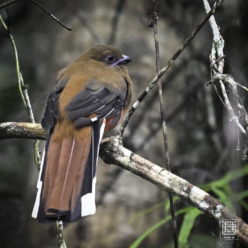 Red-headed Trogon