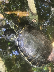 Trachemys venusta iversoni