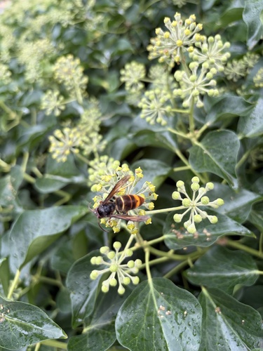 Yellow-legged Hornet