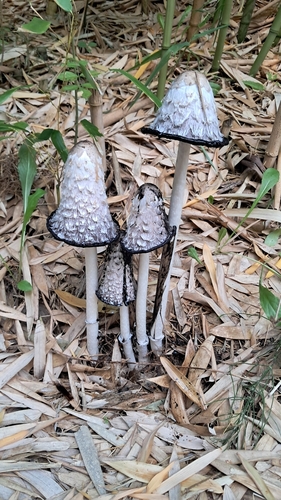 Shaggy Mane