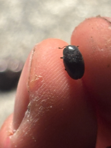 Aulacochilus observed 2026-09-28