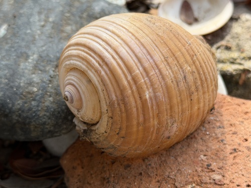 Tonna olearium observed 2026-09-26