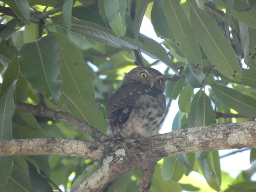 Ferruginous Pygmy-Owl