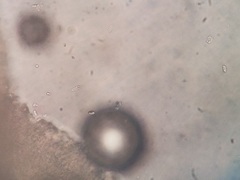 Hemimycena ignobilis