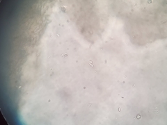 Hemimycena ignobilis