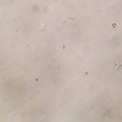 Hemimycena ignobilis