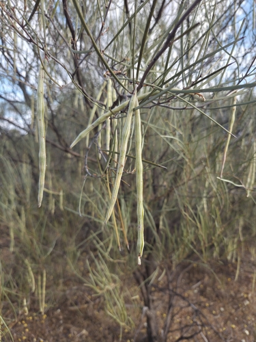 Acacia ramulosa observed 2026-09-27