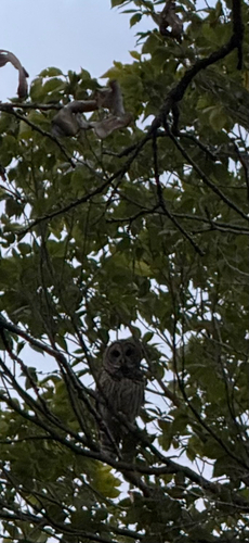 Barred Owl