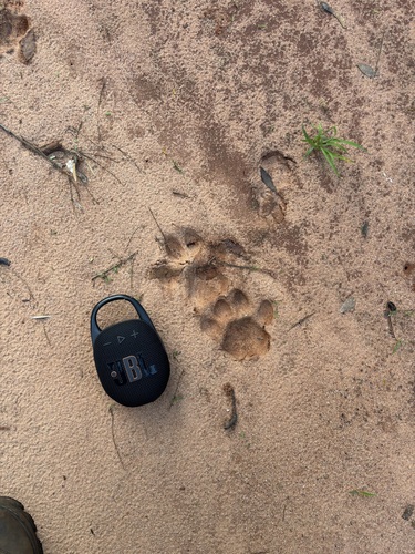 Mountain Lion