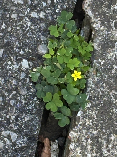 Creeping Woodsorrel