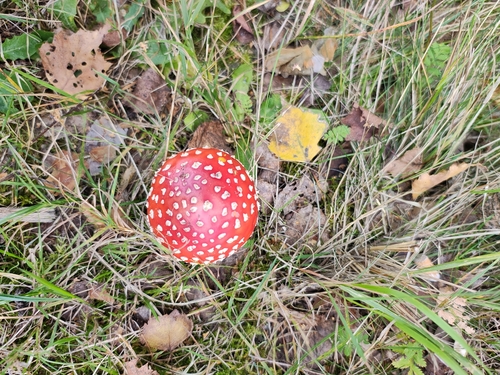 Fly Agaric