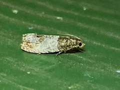 Notocelia rosaecolana