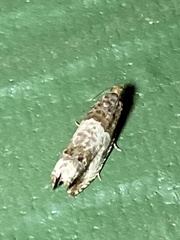 Notocelia rosaecolana