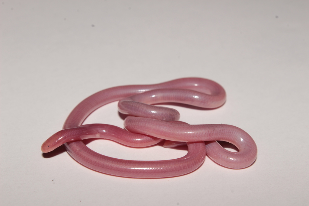 Yucatecan Worm Snake