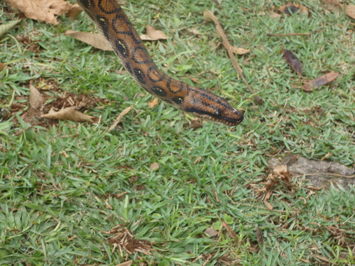 Western Rainbow Boa