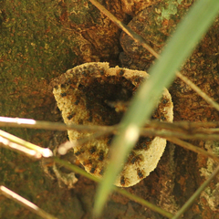 Scaptotrigona xanthotricha