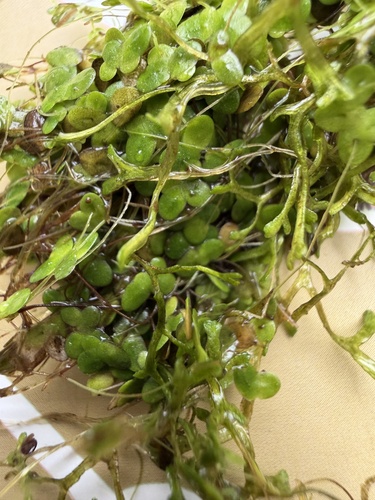 Floating Crystalwort
