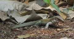 Aspidoscelis motaguae