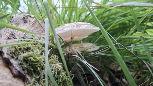 porcelain mushroom