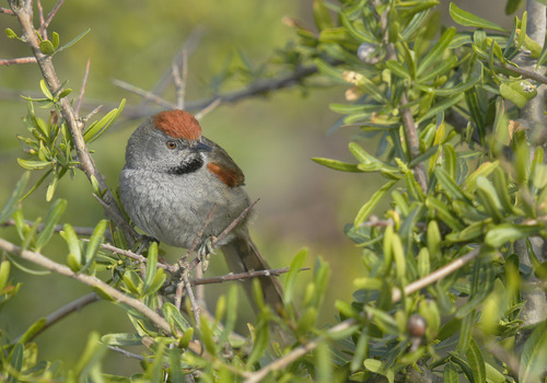 Spix's Spinetail
