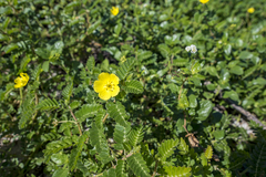 Tribulus cistoides