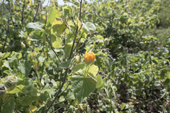 Abutilon albescens