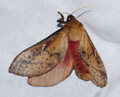 Oxycanus sirpus