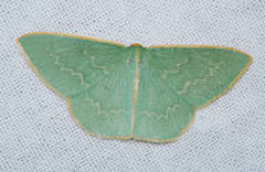 Chlorocoma melocrossa