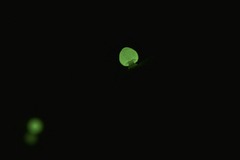 Mycena chlorophos