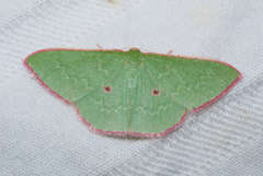 Chlorocoma cadmaria