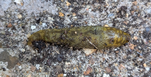 Limacus maculatus, 2026-09-28