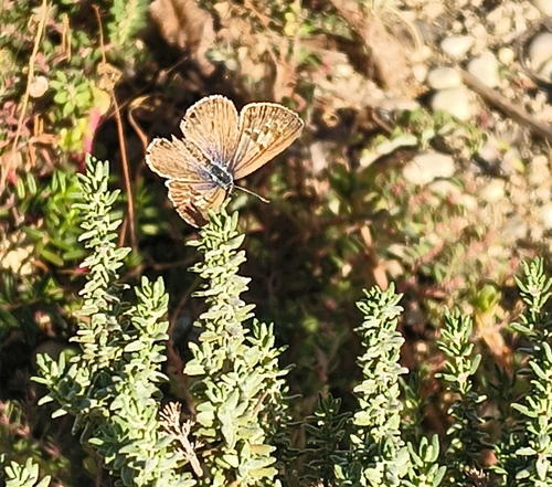 Lang's Short-tailed Blue