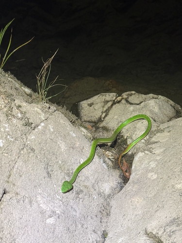 Chinese Green Tree Viper