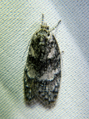 Semioscopis