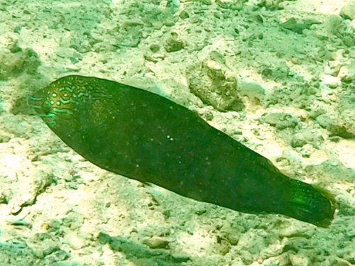 Halichoeres marginatus observed 2026-09-28