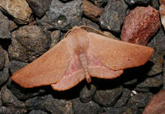 Monoctenia smerintharia