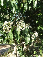 Ehretia philippinensis